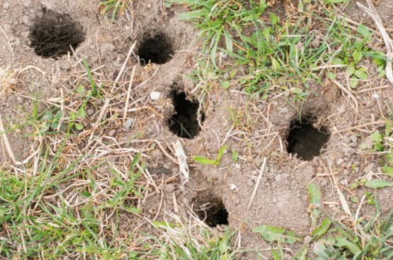 huller efter mosegrise i græsplæne