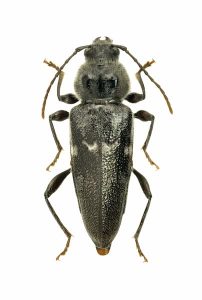 Husbuk (Hylotrupes bajulus) set oppe fra