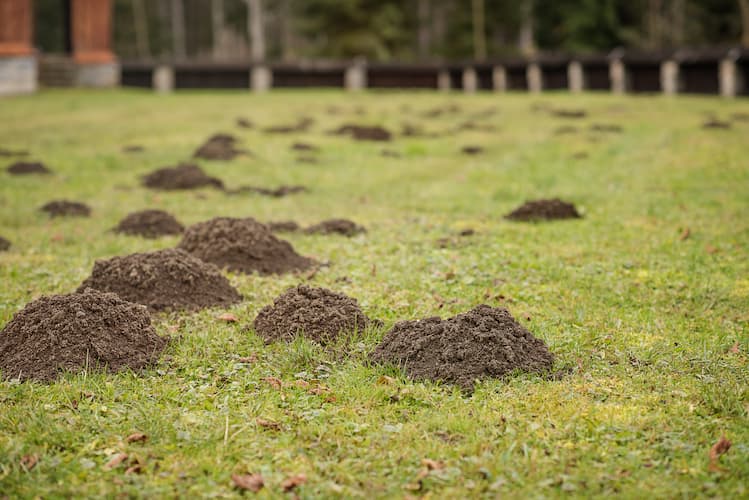 muldvarpeskud i græsplæne inden muldvarpebekæmpelse påbegyndes