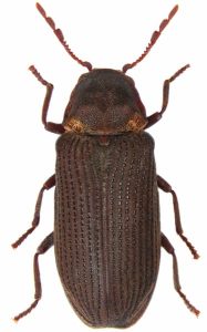 Rådborebille (Hadrobregmus pertinax) set oppefra